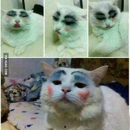 喵星娱乐吃瓜群众是谁啊,吃瓜群众背后的神秘力量  第3张