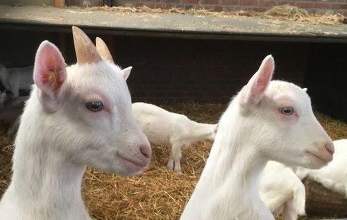 娱乐吃瓜外婆养大的羊羊视频,娱乐吃瓜界的暖心萌宠  第3张